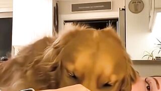 A Best Friend Teach You Love #shortsreel #petlovers #love