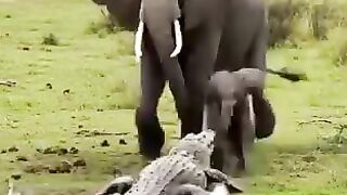 The big elephant and the crocodie