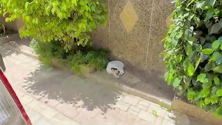 Calico cat gets jealous and will beat any cat that comes near me.