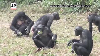 Apes can imagine and play pretend like humans, new research shows.