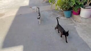 Stray cats follow the food server to get their meal.