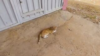 The big stray cat was tired and laying down to rest.