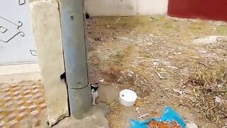 The kittens ran towards me when they saw me.