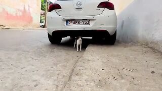 A calico cat with a cute meow asks me for food.