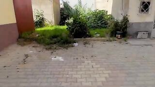 The tabby kitten hissed as the tuxedo cat approached him.