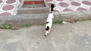 Beautiful calico cats refuse to let the ginger cat enter their territory.