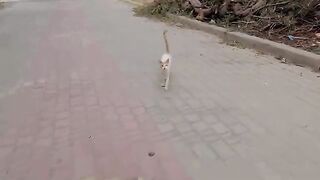 The cute cat has a very shy friend.