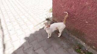The stray kittens who live with the sterilized cat ask me for food.