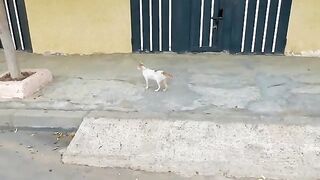 The cute cat friend has a very cute meow.
