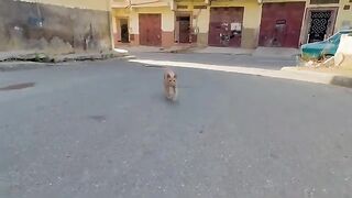 A friendly cat wants lots of love.