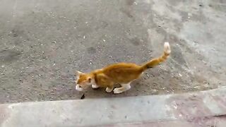 Teenage ginger kitten is very cute.