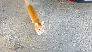 Abandoned ginger cat begging me for love and food.