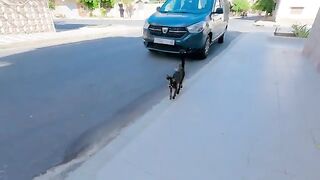 Mama Cat hits her kitten when he's late for food.