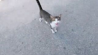 The friendly Tiger cat talks to me while I pet it