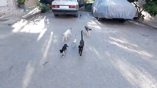 While I was treating the kittens, the other cats were busy with the food box.