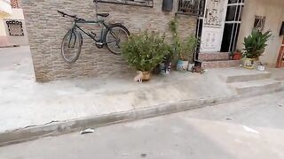 Teenage Ginger Kitten is shy but loves to play.