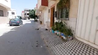Male stray cats stood on two feet to slap each other.