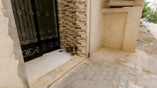 A stray dog ​​asked for help from a human friend to ask for help.