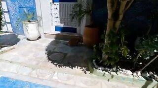 The stray cat was very cute even though he was busy with leftover chicken.