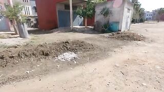 Stray cats have an appointment with the food master.