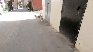 A cute kitten who looks like her mother and helps her to ask me for food.