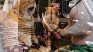 Pig and cat battle