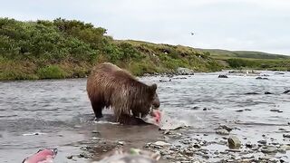 insane moment a brown bear runs right.