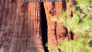 Can you imagine the biggest tree in the world? ????