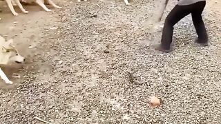 pack of wolves attack man.mp4.2026