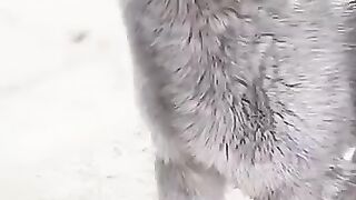 “Wolves don’t grow big.mp4.2026