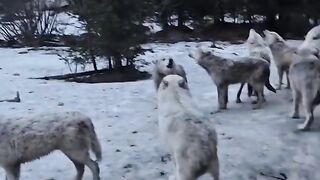 Pack of Wolves Start Howling Outside Chalet.mp4.2026