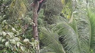 Naik pohon kelapa