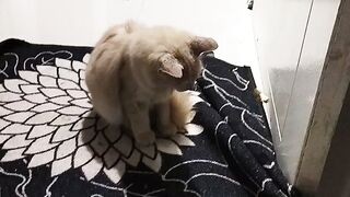 Crazy cat