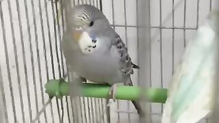 White parrot cage