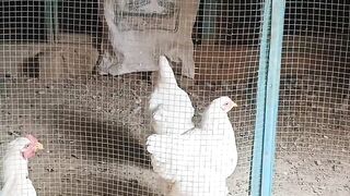 White murgia chicken
