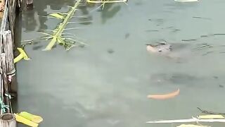 Ini teori praktik nya lebih asik