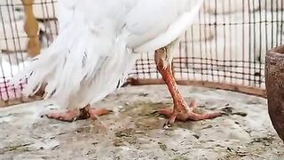 White chicken back