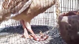 Beautiful sound birds