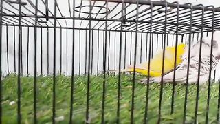 Yellow parrot