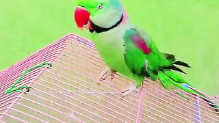 Green parrot