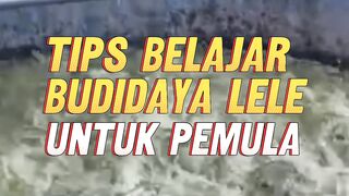 TIPS belajar Budidaya LELE bagi PEMULA