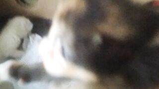 SAD, KITTENS LEFT BY THEIR MOTHER