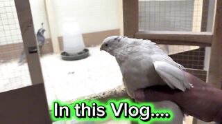 Kya inky Baby Ho Sakty Hai_ ???? _ California Quail X Desi Batera.mp4