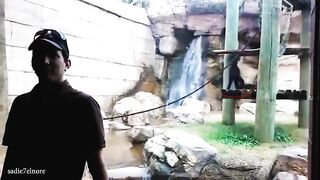 Funny animal viral video monkey pet