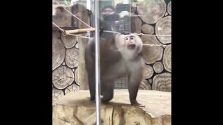 Funny animal viral video monkey pet part core