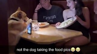 Doggo understood the assignment ????