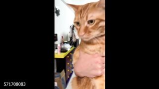 Funny cat talking video