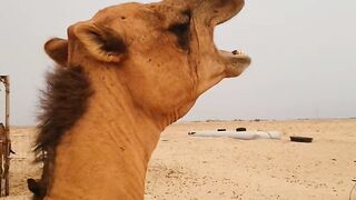 ????Funny Animals 3 Just for laugh????