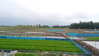 Suasana sawah sore hari