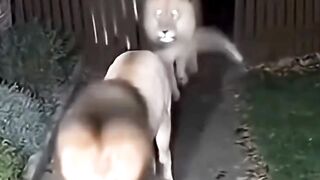 Why do you keep a cat at home?